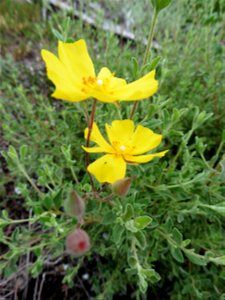 Cistus lasianthus subsp. alyssoides (Lam.) Demoly, 2006