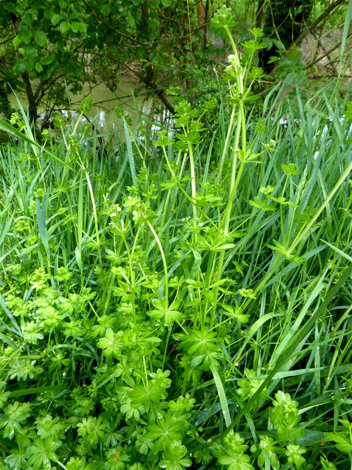 Galium mollugo L., 1753