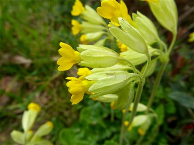 Primula veris L., 1753