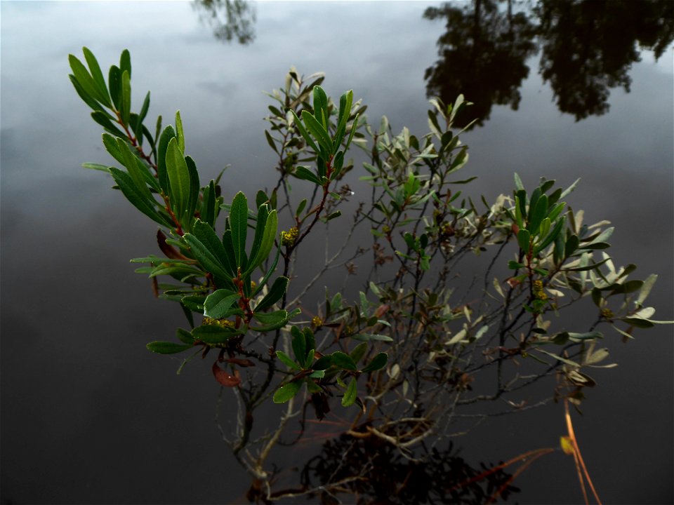 Myrica gale L., 1753
