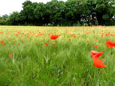 Papaver rhoeas L., 1753