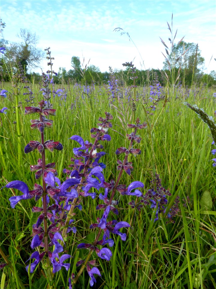 Salvia pratensis L., 1753 photo