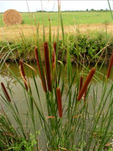Typha angustifolia L., 1753