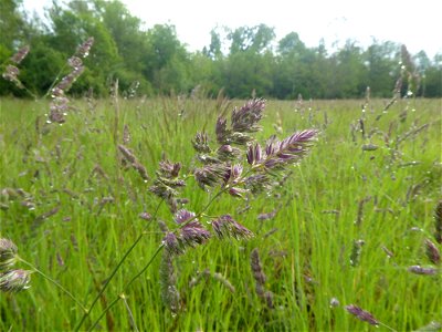 Dactylis glomerata L., 1753