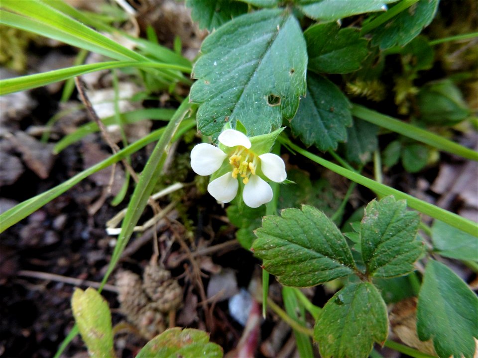 Potentilla sterilis (L.) Garcke, 1856