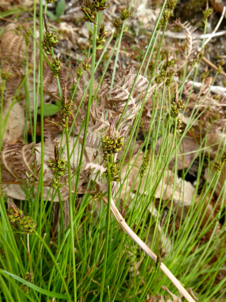 Carex pilulifera L., 1753