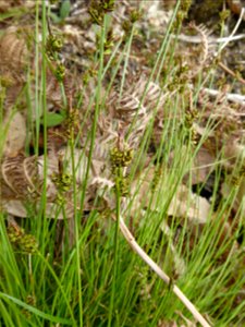 Carex pilulifera L., 1753