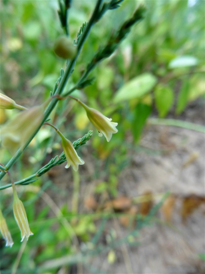 Asparagus officinalis subsp. prostratus (Dumort.) Corb., 1894