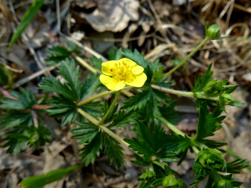 Potentilla erecta (L.) Raeusch., 1797