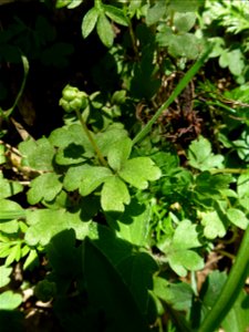 Adoxa moschatellina L., 1753
