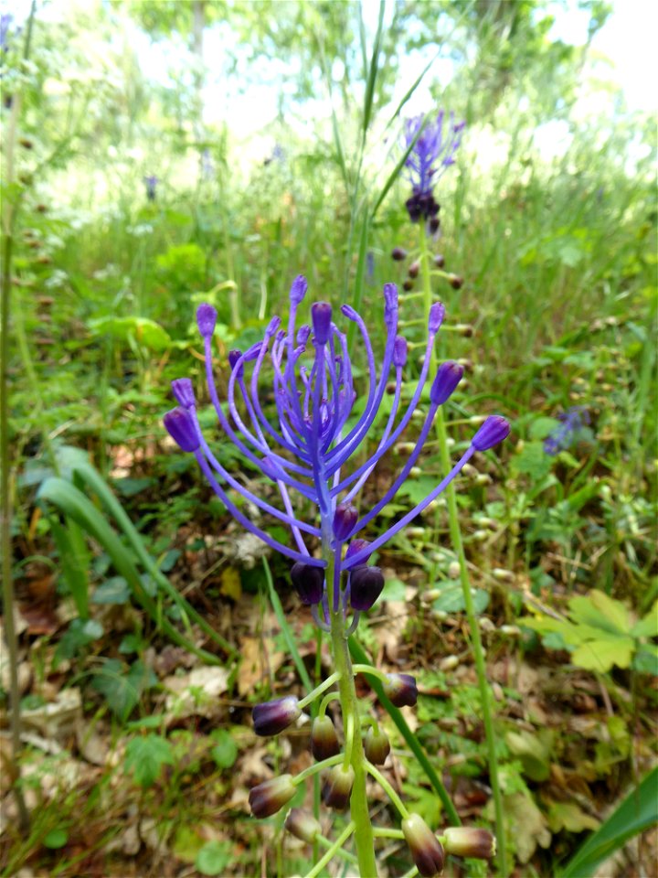 Muscari comosum (L.) Mill., 1768 photo