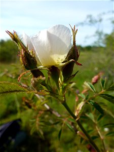 Rosa agrestis Savi, 1798