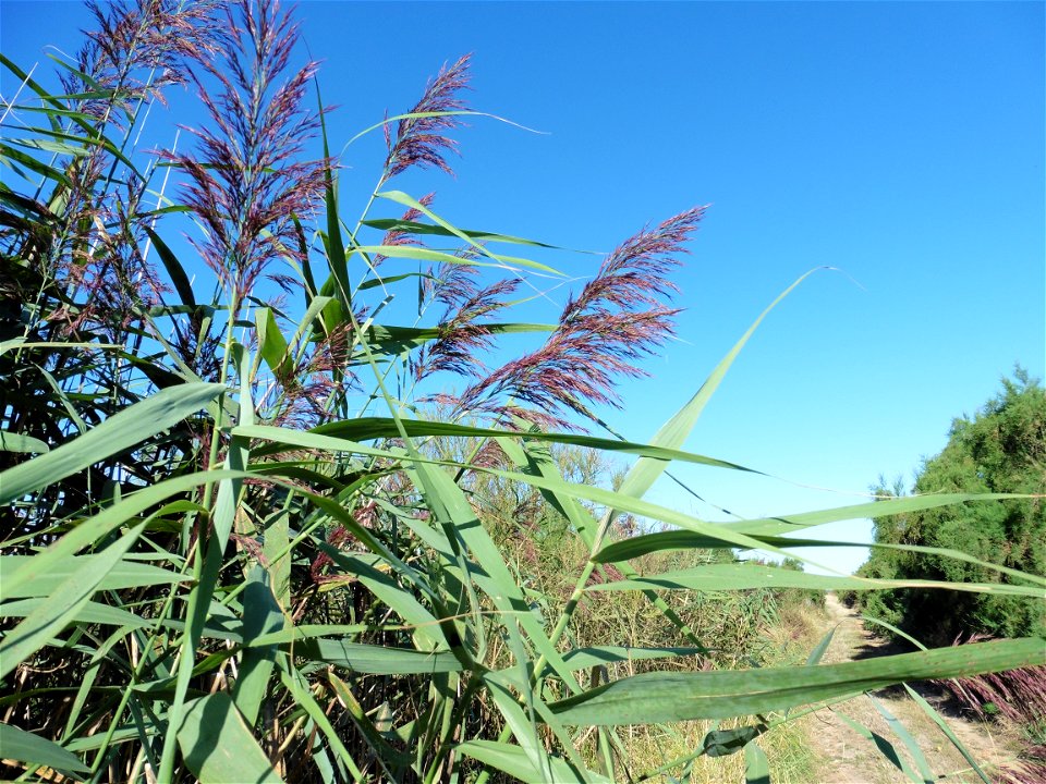 Phragmites australis (Cav.) Trin. ex Steud., 1840