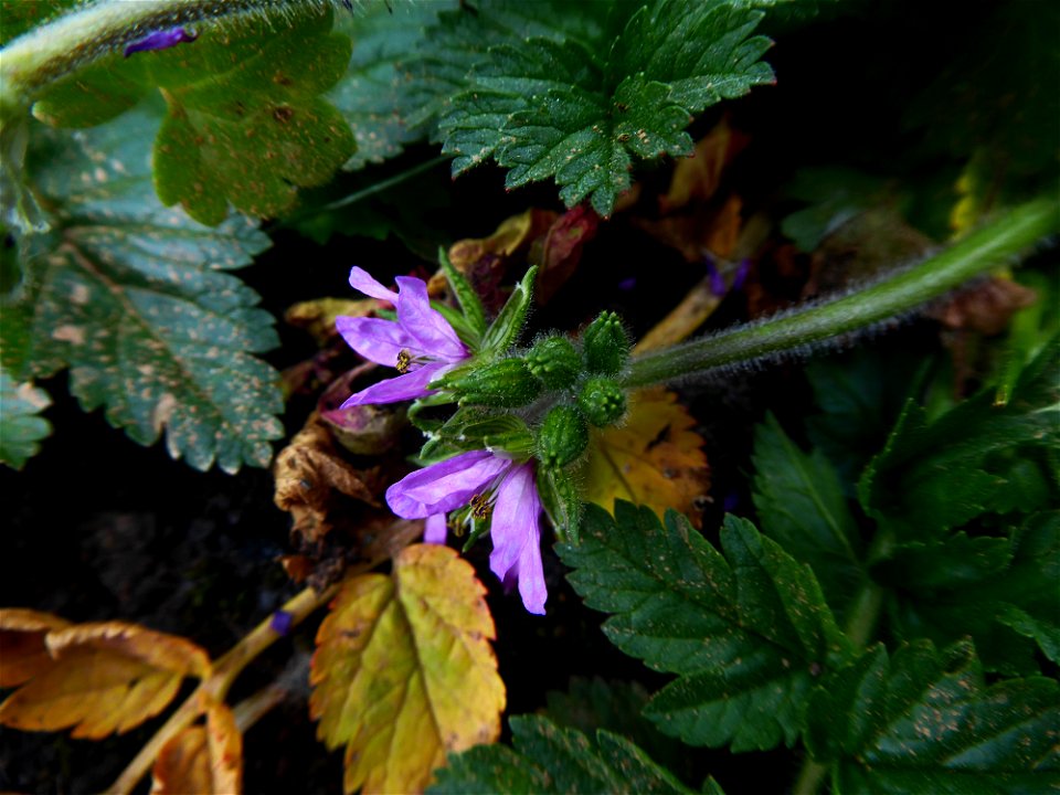 Erodium moschatum (L.) L'Hér., 1789