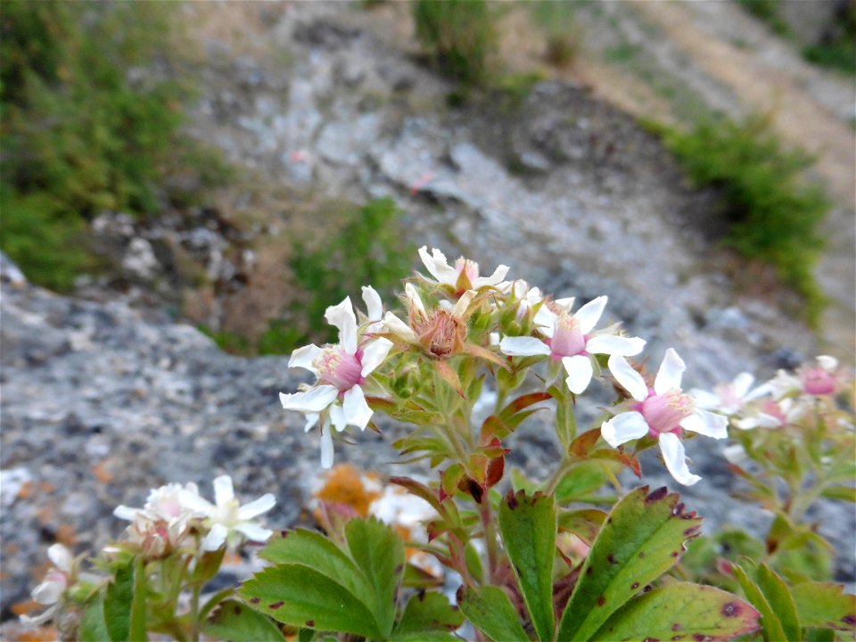Potentilla caulescens subsp. petiolulata (Gaudin) Nyman, 1878