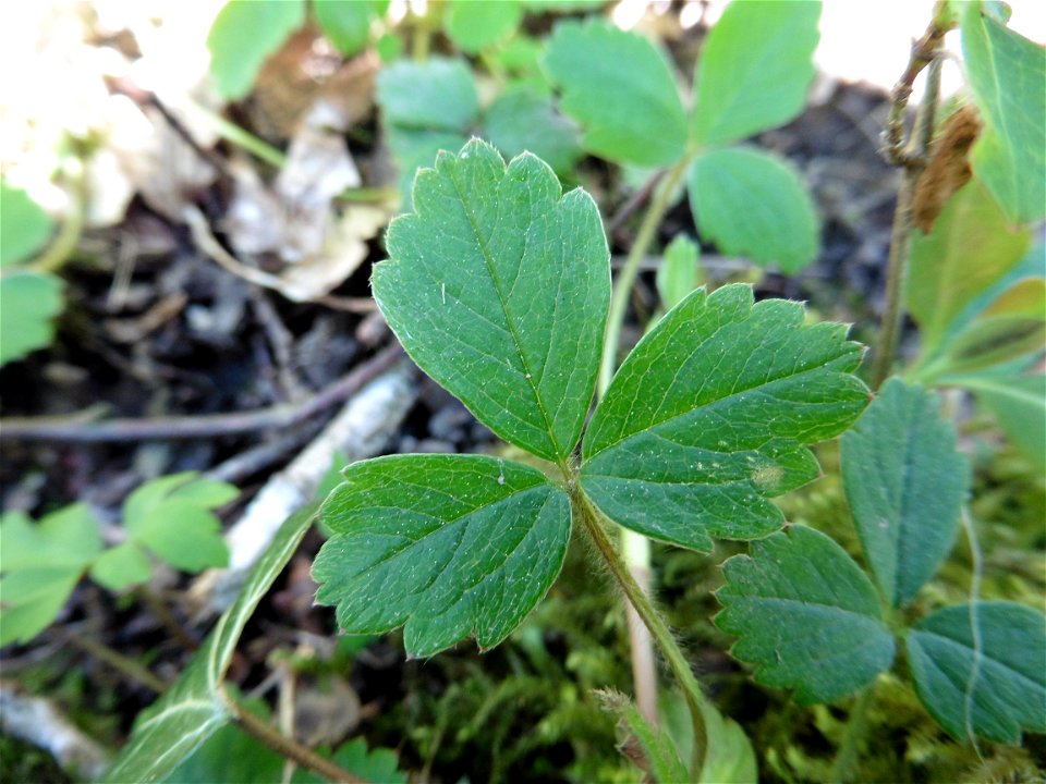 Potentilla sterilis (L.) Garcke, 1856