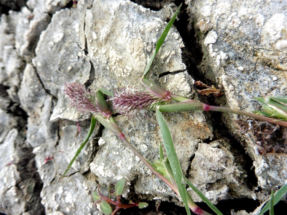 Crypsis schoenoides (L.) Lam., 1791