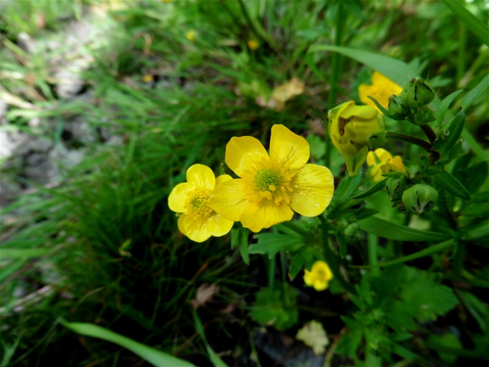 Ranunculus sardous Crantz, 1763