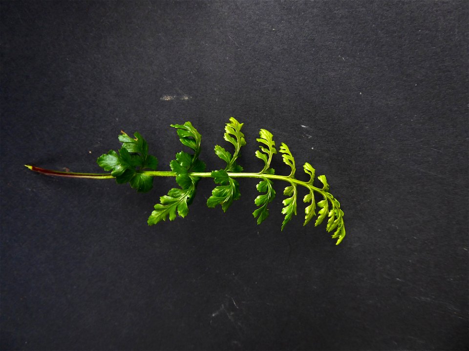 Asplenium obovatum subsp. billotii (F.W.Schultz) O.Bolòs, Vigo, Massales & Ninot, 1990