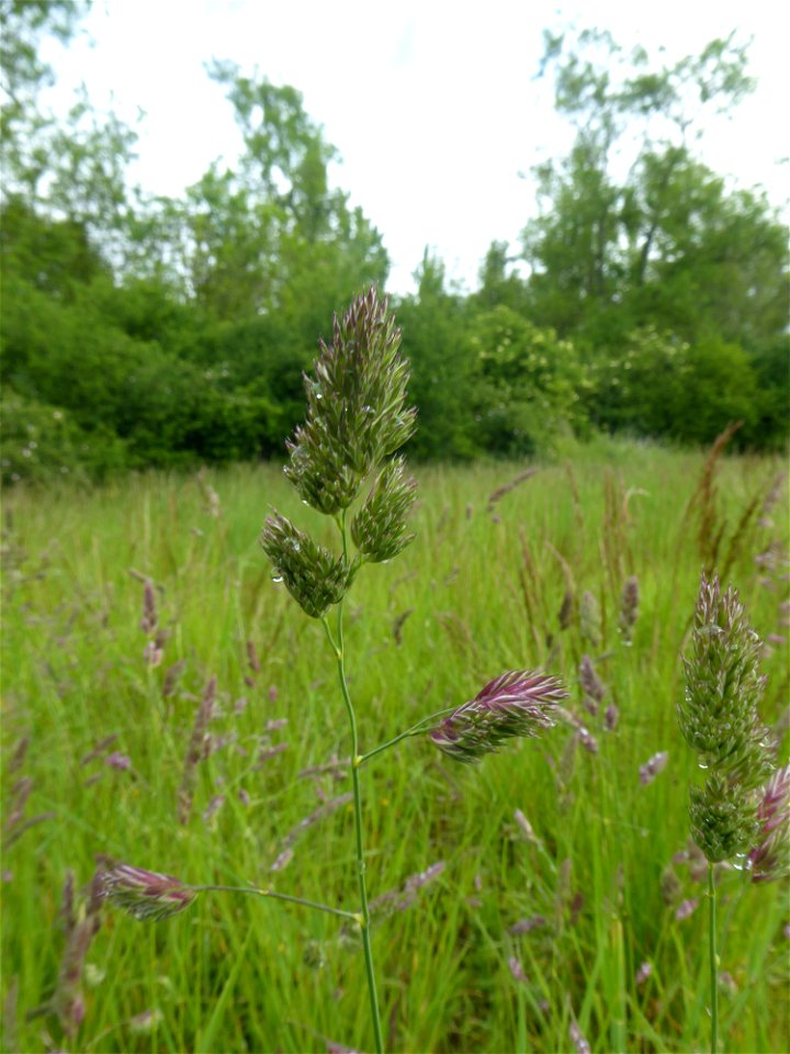 Dactylis glomerata L., 1753