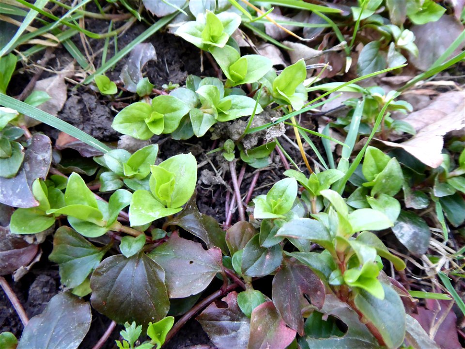 Lysimachia nemorum L., 1753