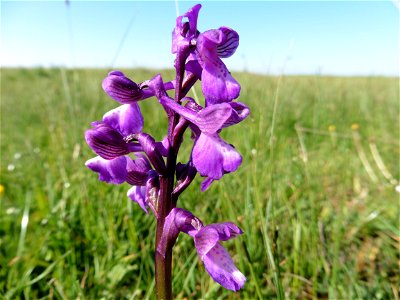Anacamptis morio (L.) R.M.Bateman, Pridgeon & M.W.Chase, 1997