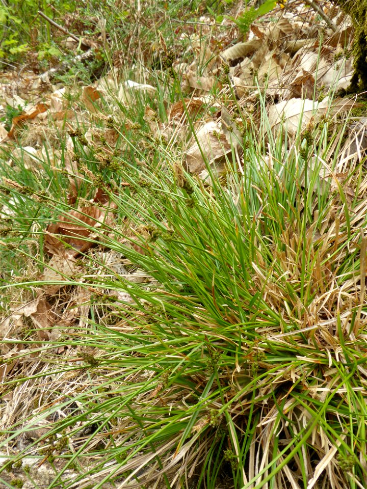 Carex pilulifera L., 1753