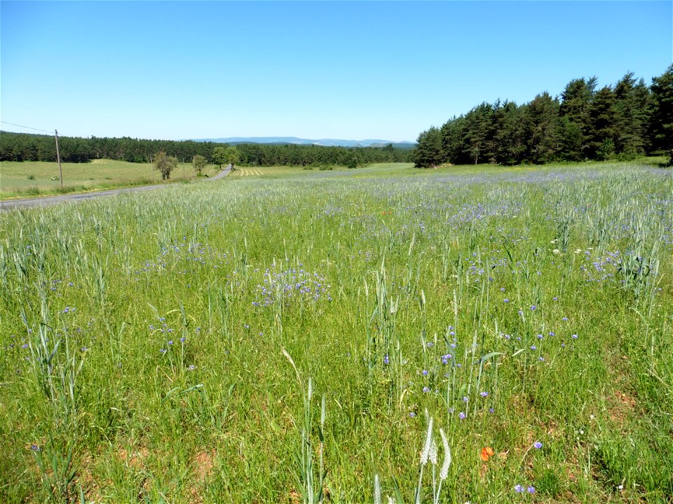 Cyanus segetum Hill, 1762