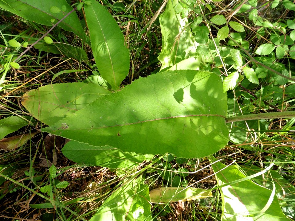 Inula helenium L., 1753
