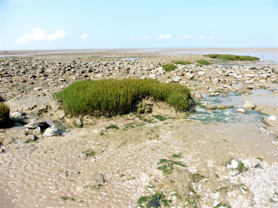 Littoral charentais, Oléron, Moëze