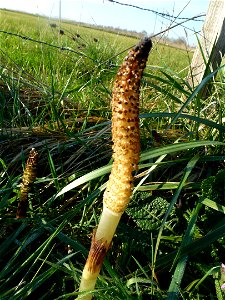 Equisetum telmateia Ehrh., 1783