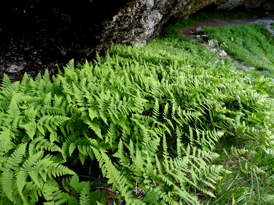 Gymnocarpium robertianum (Hoffm.) Newman, 1851