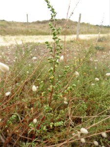 Artemisia campestris subsp. maritima (DC.) Arcang., 1882