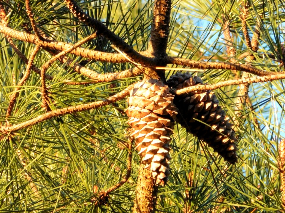 Pinus pinaster Aiton, 1789