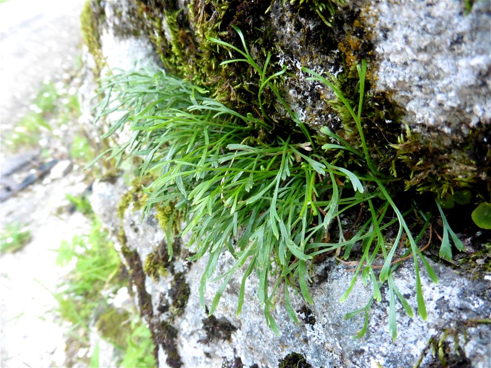 Asplenium septentrionale (L.) Hoffm., 1796