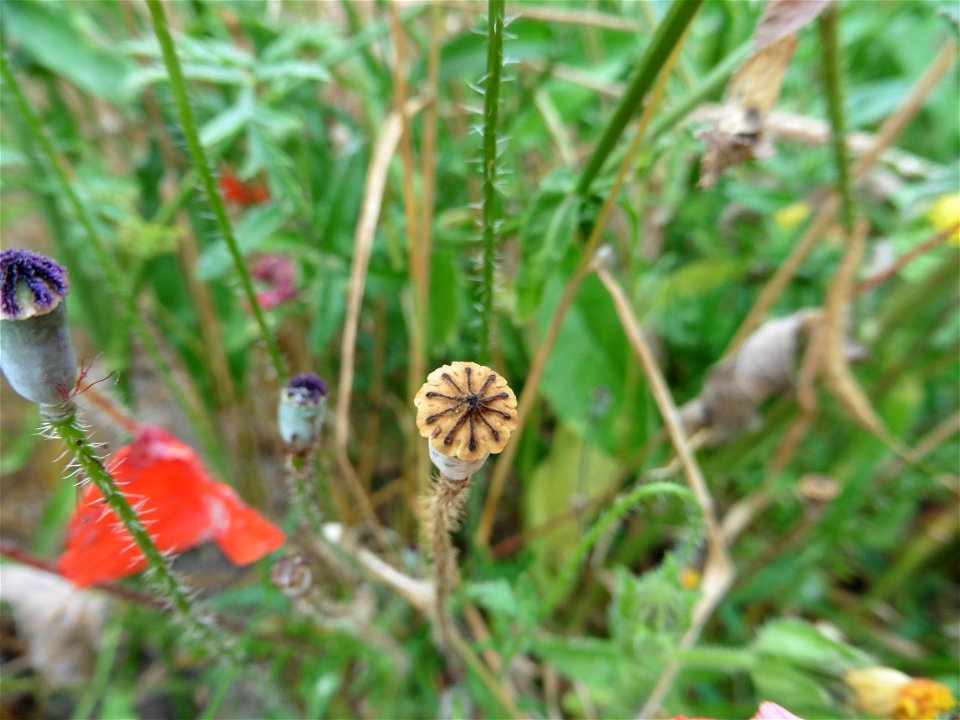 Papaver sp chatenet 2016 (6)