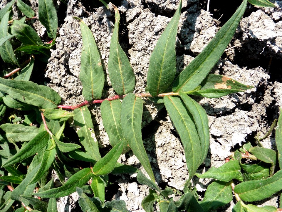 Persicaria lapathifolia (L.) Delarbre, 1800