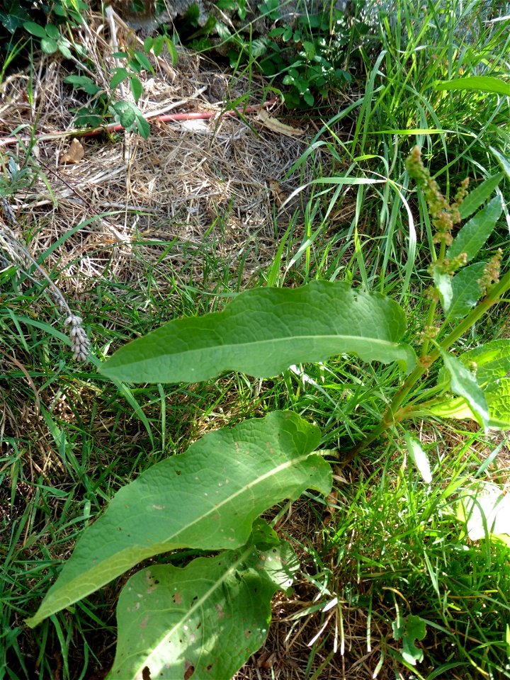 Rumex obtusifolius L., 1753