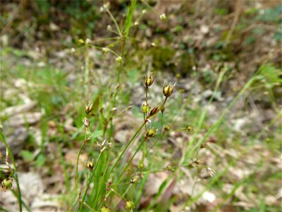 Luzula pilosa (L.) Willd., 1809