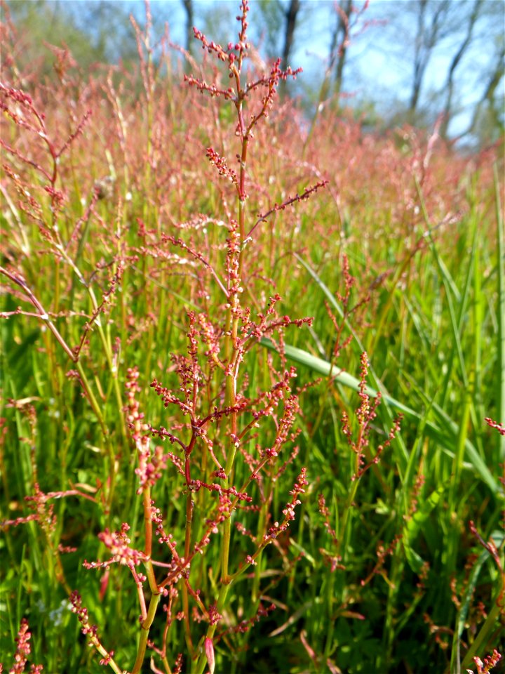 Rumex acetosella L., 1753