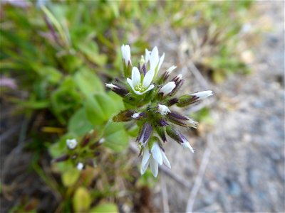 Cerastium glomeratum Thuill., 1799