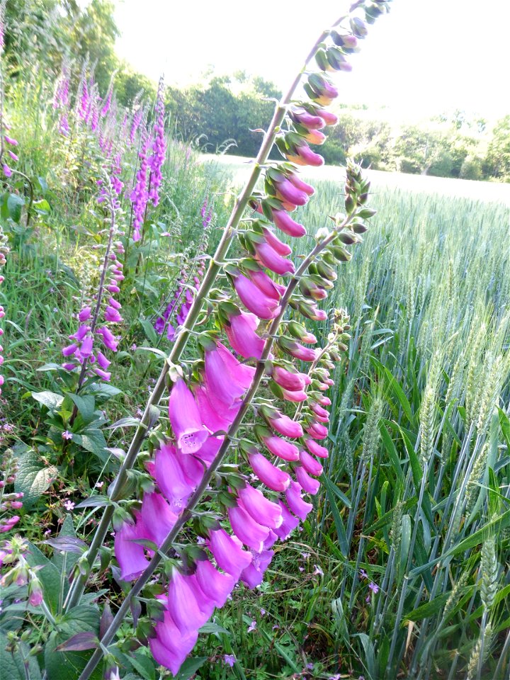 Digitalis purpurea L., 1753