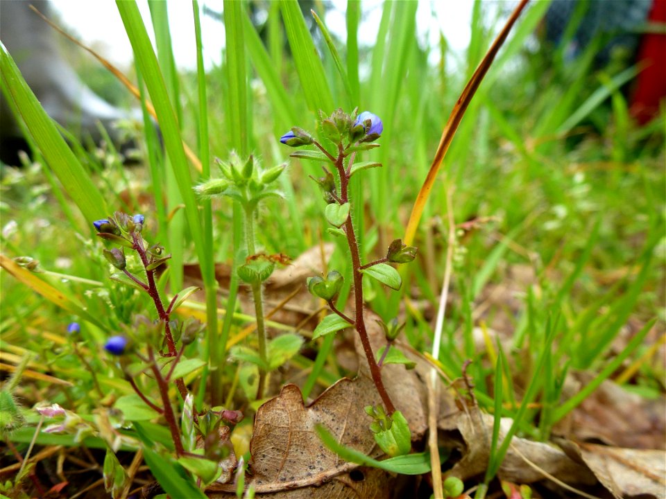 Veronica acinifolia L., 1762