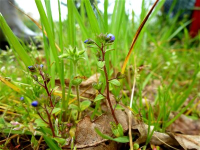 Veronica acinifolia L., 1762