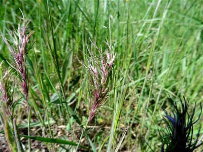 Poa bulbosa L., 1753