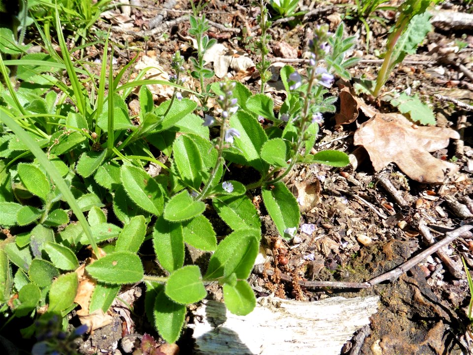 Verbena officinalis L., 1753