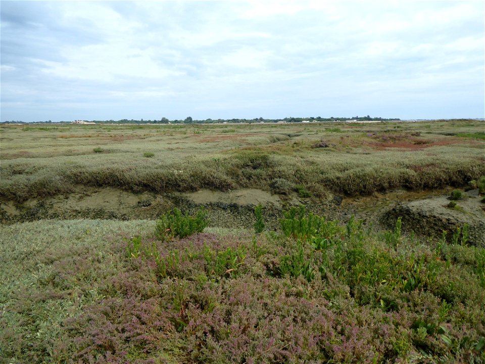 Prés salés, Ile de Ré