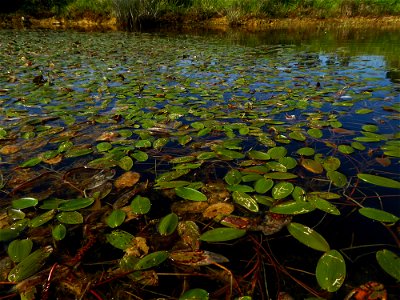 Potamogeton polygonifolius Pourr., 1788