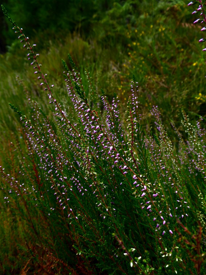 Calluna vulgaris (L.) Hull, 1808