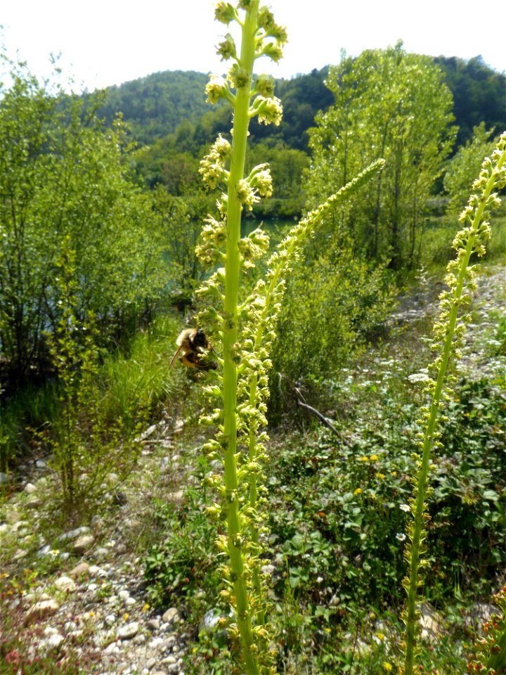 Reseda luteola L., 1753
